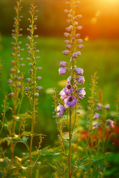 Flower — Stock Photo, Image