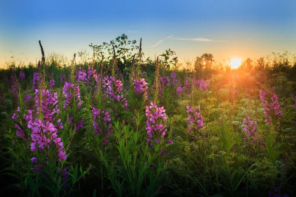 Natur — Stockfoto