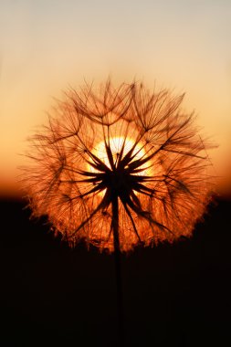 Sunset bulvarında çiçek