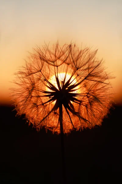 Flor ao pôr-do-sol — Fotografia de Stock