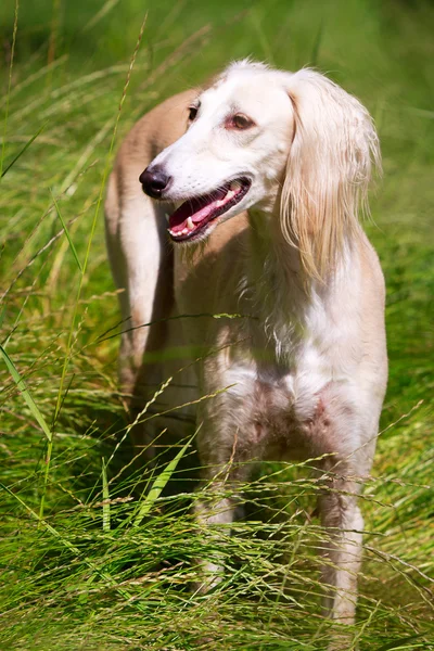 Cane animale — Foto Stock