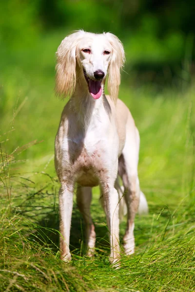 Djur hund — Stockfoto