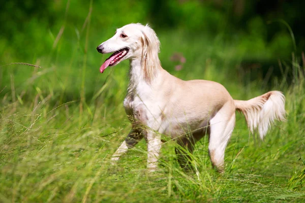 Djur hund — Stockfoto