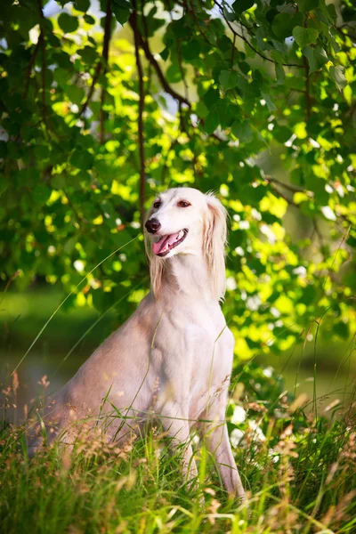 Cão animal — Fotografia de Stock