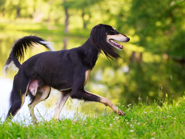 Cão animal — Fotografia de Stock