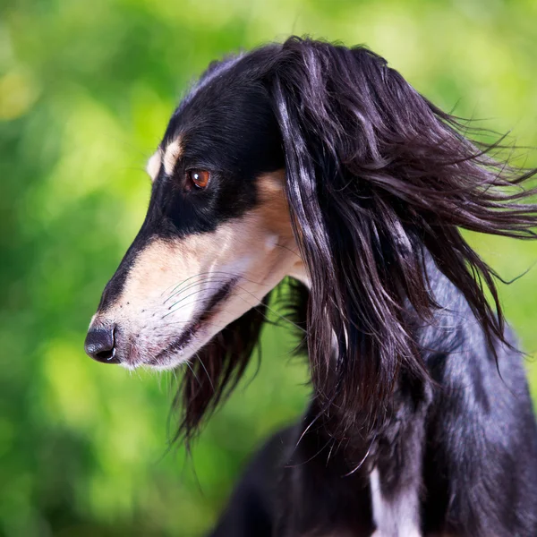 Djur hund — Stockfoto