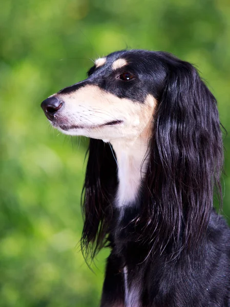 Animal dog — Stock Photo, Image