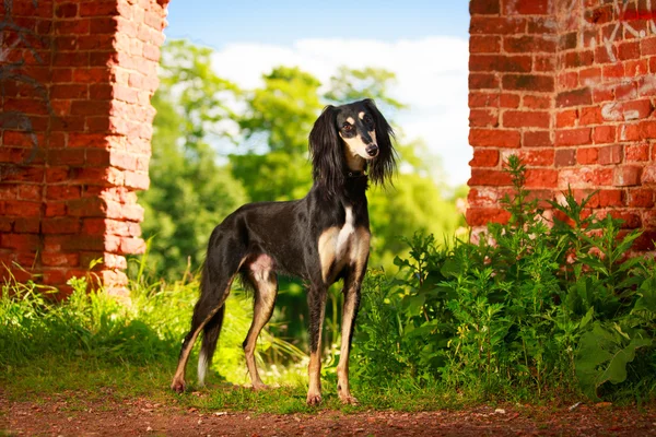 Cão animal — Fotografia de Stock