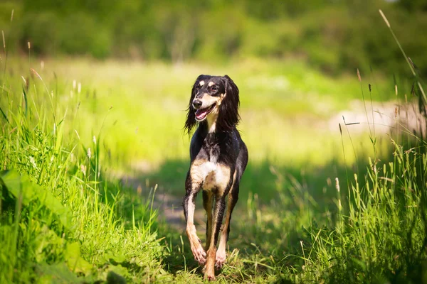 Tierischer Hund — Stockfoto