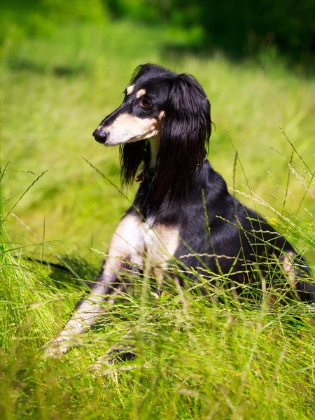 Djur hund — Stockfoto