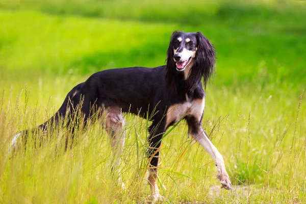 Djur hund — Stockfoto