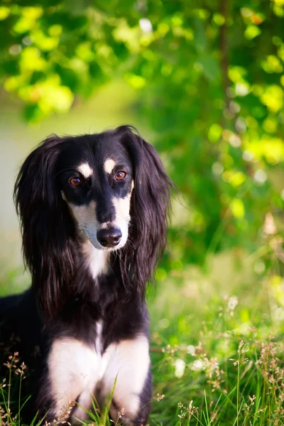 Dierlijke hond — Stockfoto