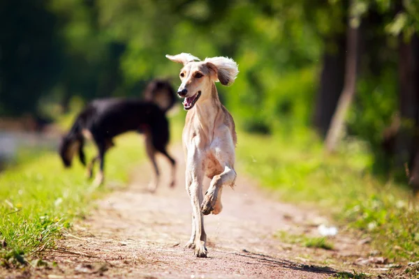 動物犬 — ストック写真