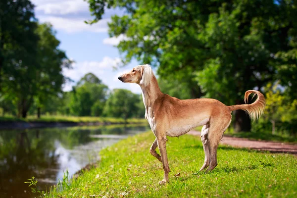 Tierischer Hund — Stockfoto