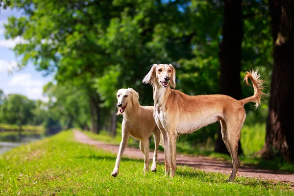 Djur hund — Stockfoto