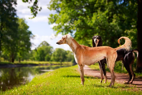 Cane animale — Foto Stock