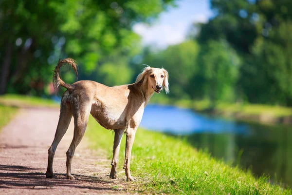 Cane animale — Foto Stock