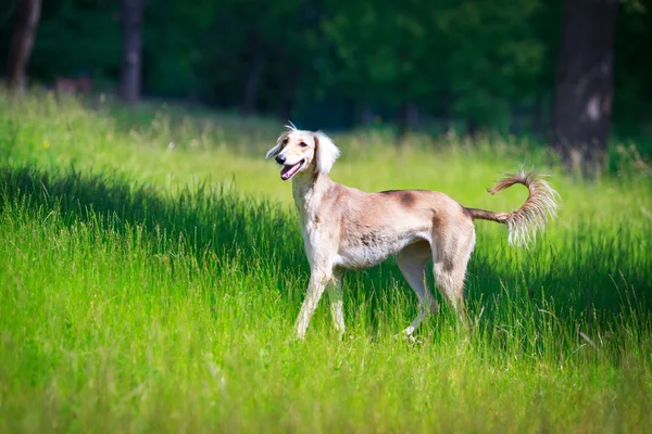 Djur hund — Stockfoto