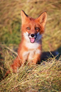 Kızıl Tilki çiftlikte