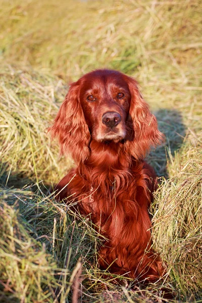 Setter irlandais rouge à la ferme — Photo