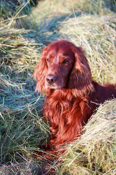 Setter irlandês vermelho na fazenda — Fotografia de Stock