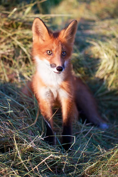 Red fox na farmie — Zdjęcie stockowe