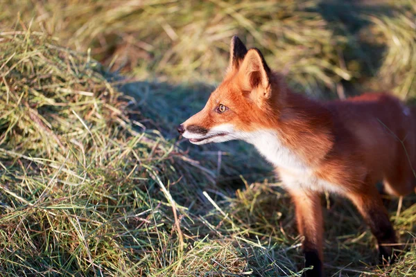 Red Fox en la granja —  Fotos de Stock