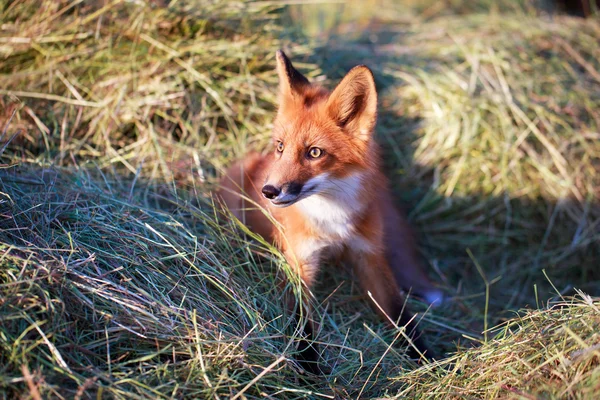 Red fox na farmie — Stockfoto