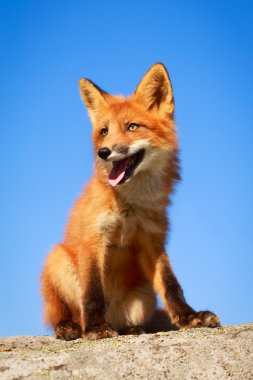 Küçük kızıl tilki