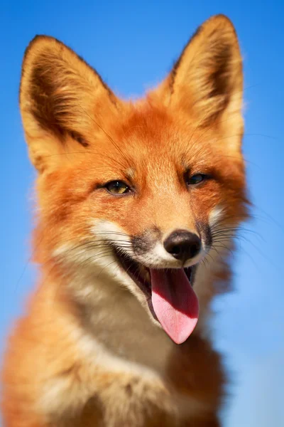 Pequeño zorro rojo — Foto de Stock