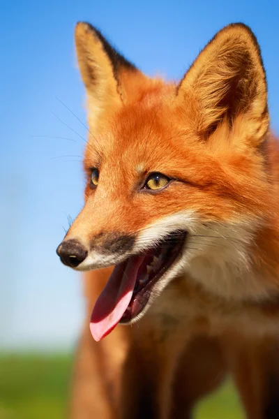 Pequeño zorro rojo — Foto de Stock