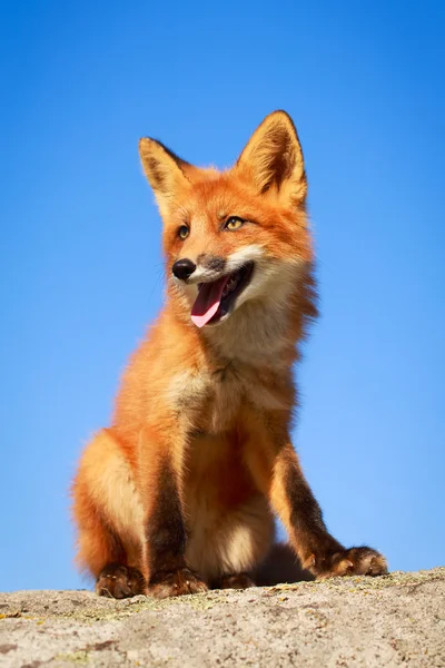 小红狐狸 — 图库照片