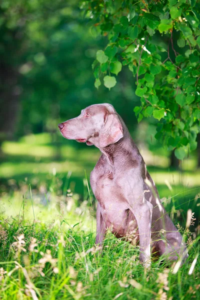 Animal dog — Stock Photo, Image