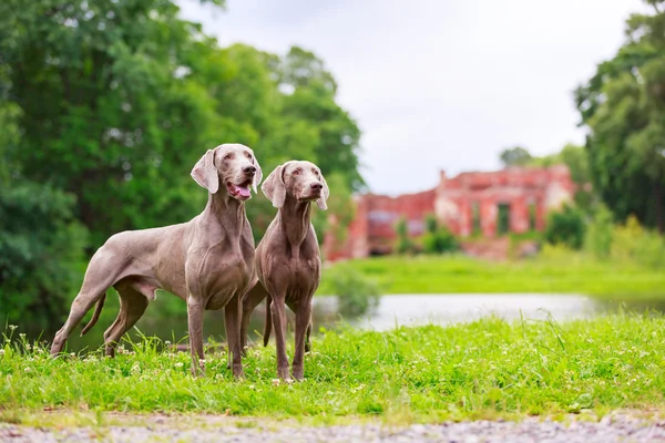 Hayvan köpek — Stok fotoğraf