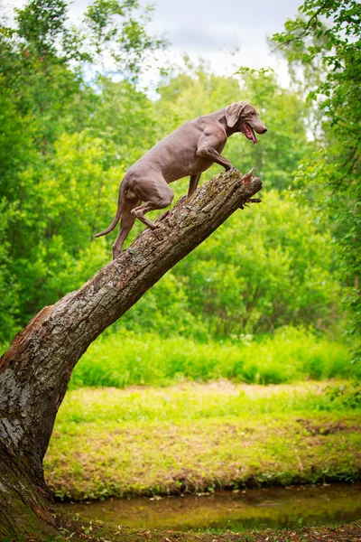 動物犬 — ストック写真