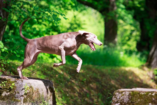 Cão animal — Fotografia de Stock