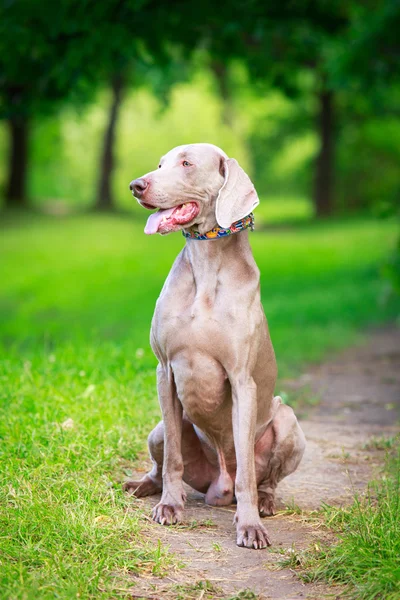 Cão animal — Fotografia de Stock