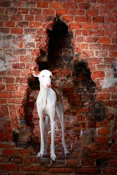Tierischer Hund — Stockfoto