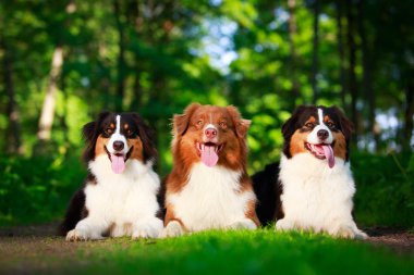 hayvan köpek