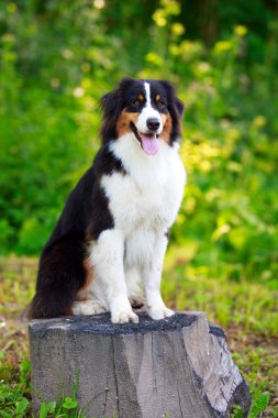 hayvan köpek