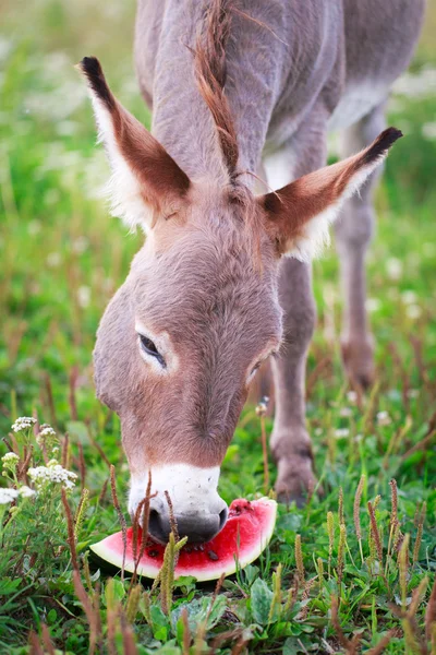 Burro. — Fotografia de Stock