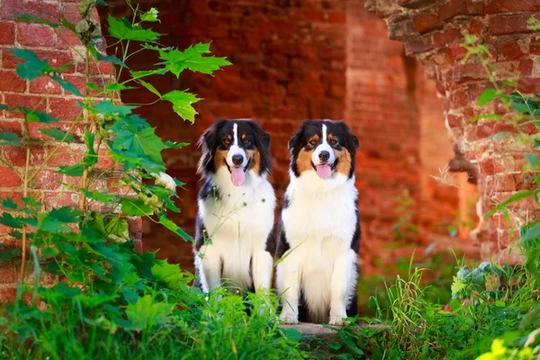 Cão animal — Fotografia de Stock