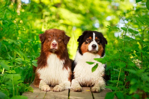 Tierischer Hund — Stockfoto