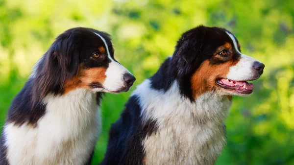 Tierischer Hund — Stockfoto