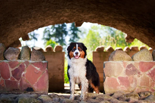 Cão animal — Fotografia de Stock