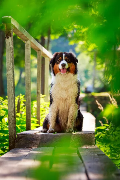 Cão animal — Fotografia de Stock