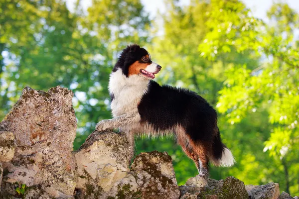 Animal dog — Stock Photo, Image