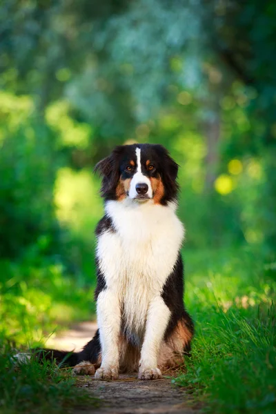 Cane animale — Foto Stock