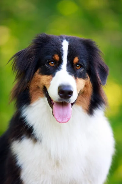 Tierischer Hund — Stockfoto