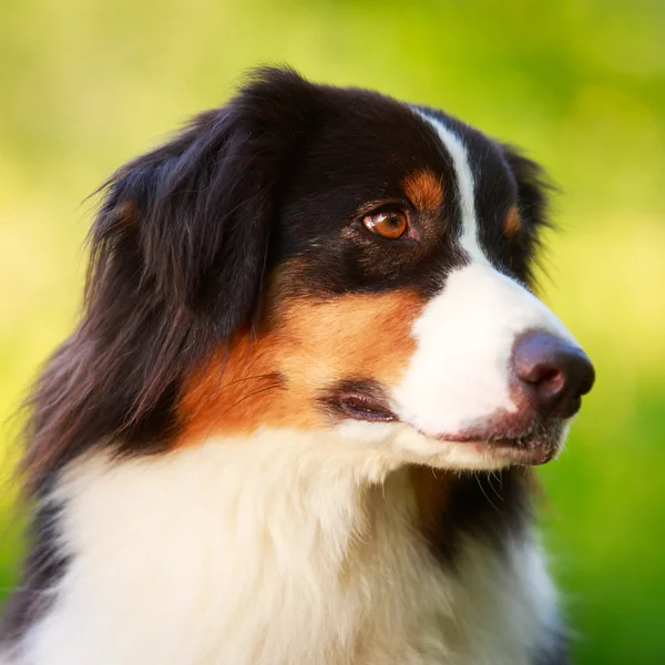 Tierischer Hund — Stockfoto